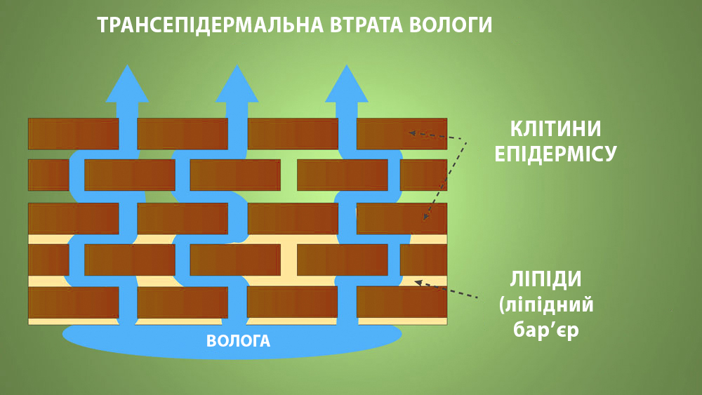 Трансепідермальна втрата вологи після дії засобу для вмивання