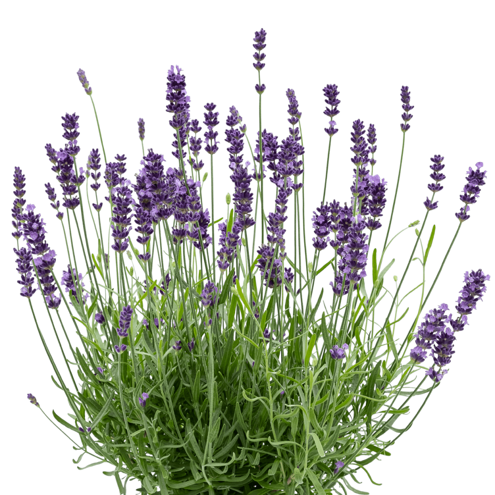 Квіткова вода Lavender