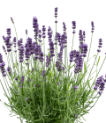Квіткова вода Lavender