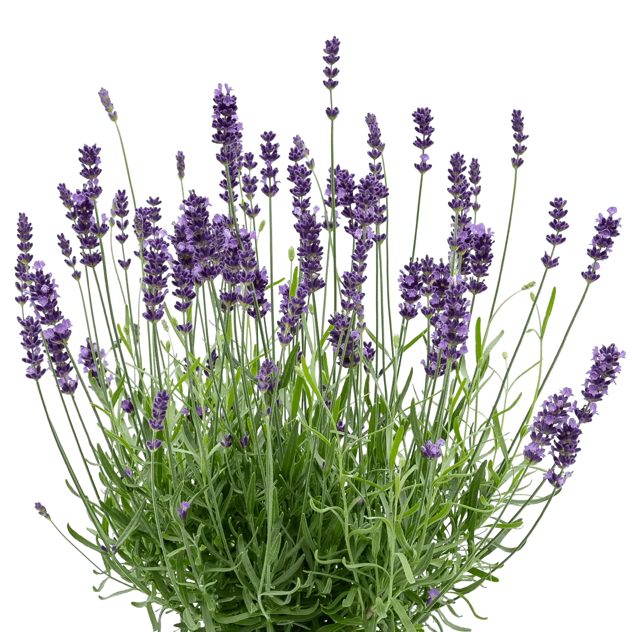 Квіткова вода Lavender